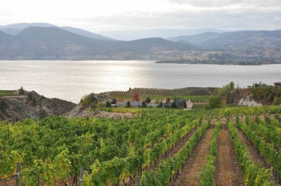 As pitorescas paisagens dos vinhedos do Okanagan Valley, no  sul da British Columbia, no Canadá